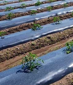 agriculture-mulch-film